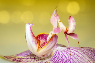 Orchid Mantis on a Pink Orchid clipart