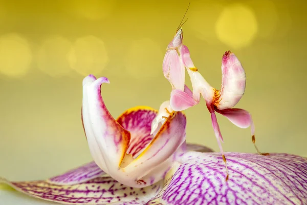 Mantis Orchidée Sur Une Orchidée Rose Images De Stock Libres De Droits