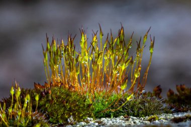 Duvardaki yeşil yosun