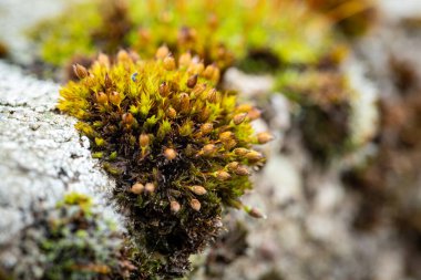 Duvardaki yeşil yosun