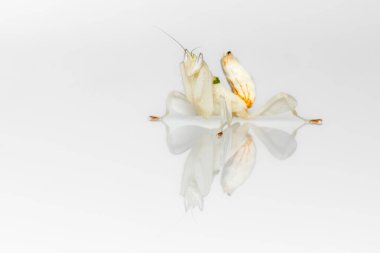 Bir Orkide Mantid portresi  