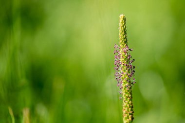 Bir çayır üzerinde geniş muz çiçekleri