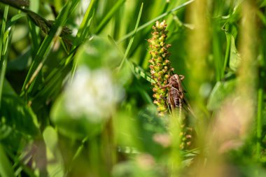 Roesel çayırdaki çekirgeyi ısırıyor.