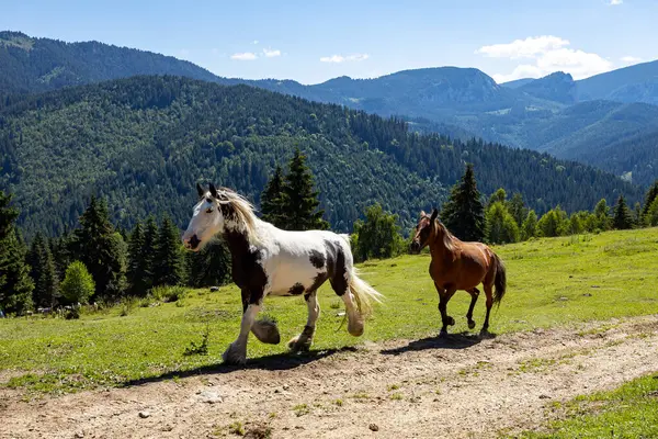 Wild Horse Carpathian Mountains Royalty Free Stock Photos