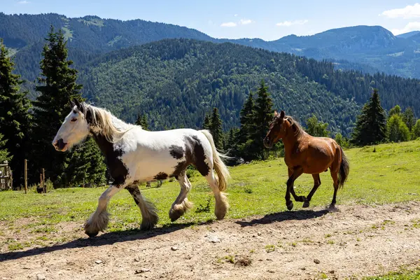 Wild Horse Carpathian Mountains Stock Photo