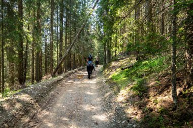 Karpatya arazisinde at binmek