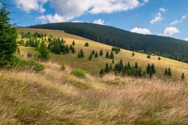 Romanya 'daki Karpat Dağlarının Manzarası