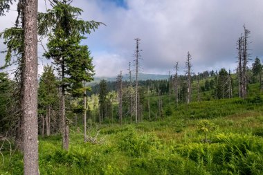 Romanya 'daki Karpat Dağları' nın ormanlarındaki gizem