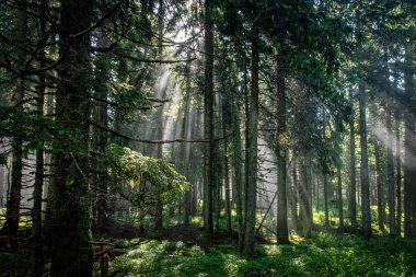 Romanya 'daki Karpat Dağları' nın ormanlarındaki gizem