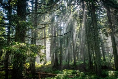 Romanya 'daki Karpat Dağları' nın ormanlarındaki gizem