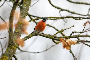 Ağaçtaki sıradan bir Avrasya ispinozu