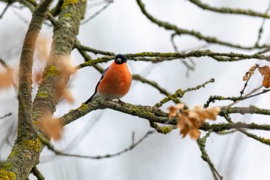 Ağaçtaki sıradan bir Avrasya ispinozu