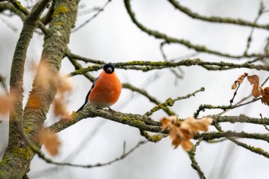 Ağaçtaki sıradan bir Avrasya ispinozu
