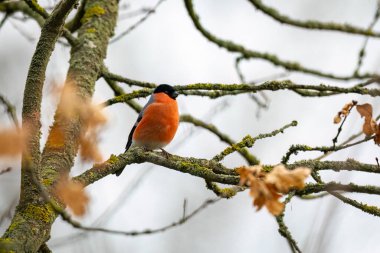 Ağaçtaki sıradan bir Avrasya ispinozu