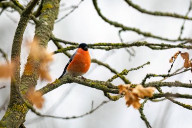 Ağaçtaki sıradan bir Avrasya ispinozu