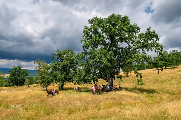 Karpatya arazisinde at binmek