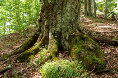 Romanya 'daki Karpat Dağları Ormanı