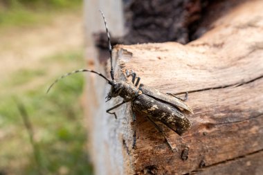 Katı renkli uzun boynuzlu geyik