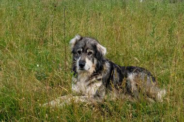 Karpat Dağları 'ndaki çoban köpeği.