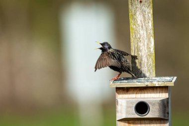Kuş yuvasında bir sığırcık kuşu