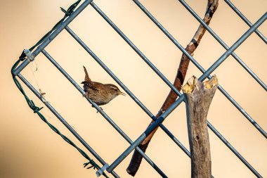 A wren in a fence clipart
