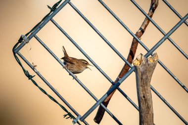 A wren in a fence clipart
