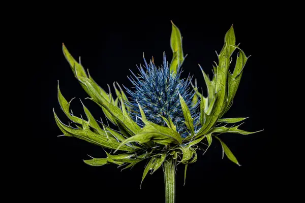 stock image The flower of a blue thistle