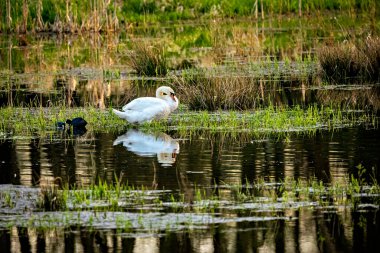 Vahşi doğada beyaz dilsiz bir kuğu