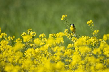 Kanola tarlasında sarı bir kuyruk.