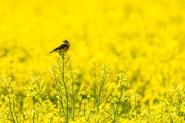 A whinchat in a yellow Canola field clipart