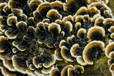 Ormanda bir ağaç mantarı