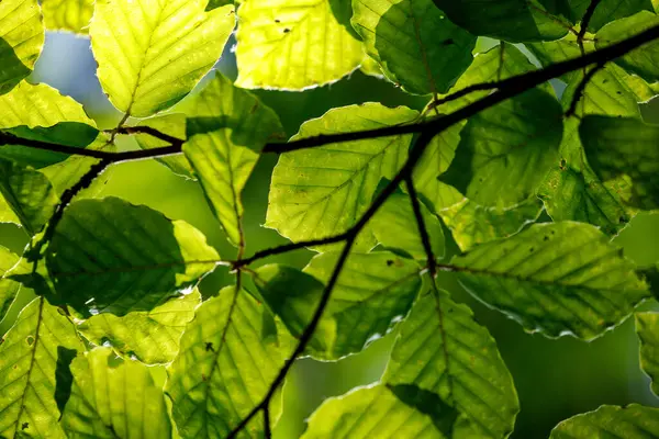Green leaves in the forest