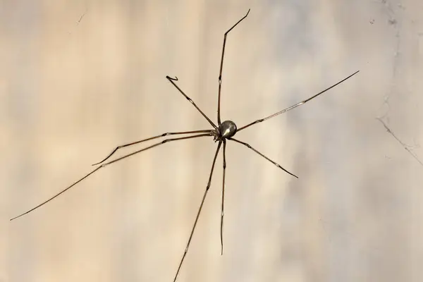 stock image A long leg daddy spider in a web