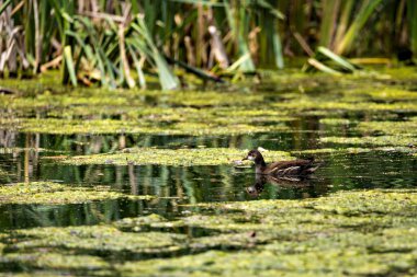 Gölde bir bozkır tavuğu