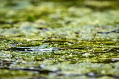 Gölette yeşil bir kurbağa