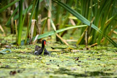 Gölde bir bozkır tavuğu