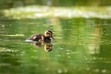 Gölde bir ördek yavrusu