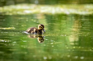Gölde bir ördek yavrusu