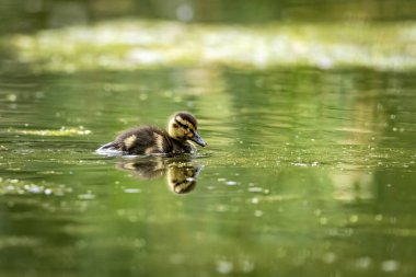 Gölde bir ördek yavrusu