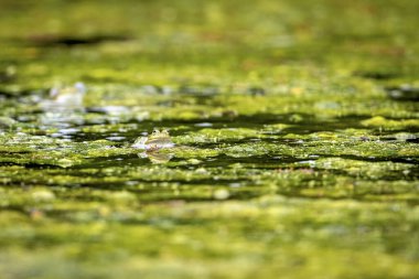 Gölette yeşil bir kurbağa