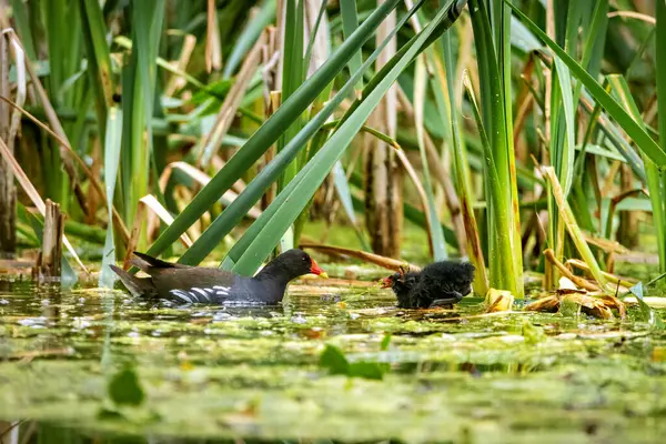 stock image A moorhen on a pond