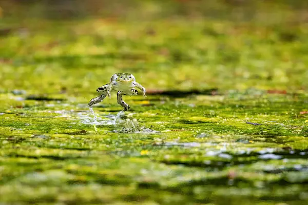 stock image A green frog in a pond