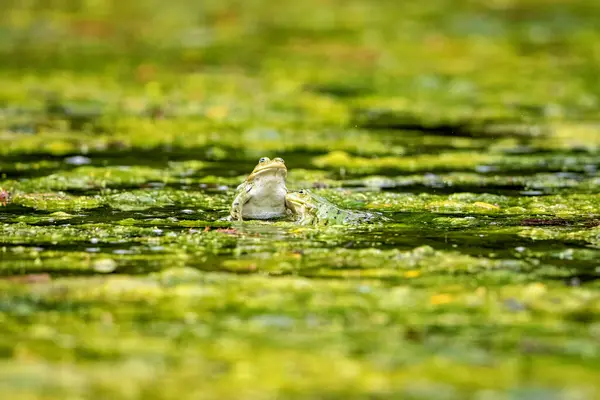 stock image A green frog in a pond