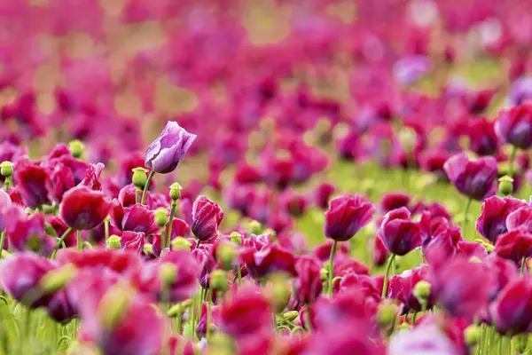 stock image Pink opium poppies on a field