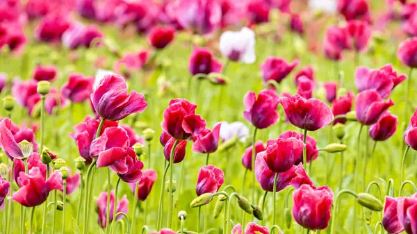 stock image Pink opium poppies on a field