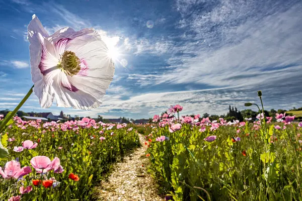 stock image Pink opium poppies on a field