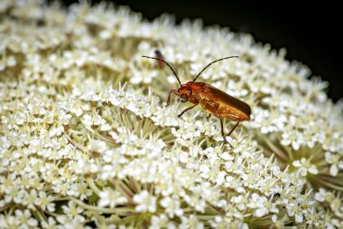 A common red soldier beetle in the wild clipart