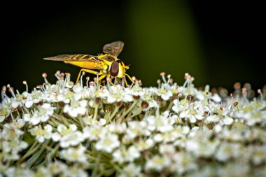 A hoverfly on a flower clipart