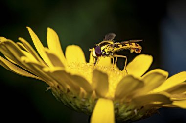 Bir çiçek üzerinde bir hoverfly