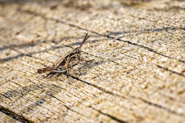 A small brown cricket on wood clipart